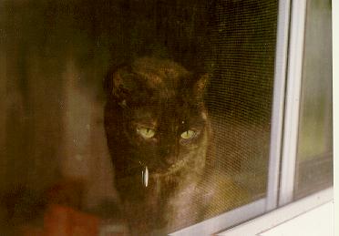 Mouse in a pensive mood.