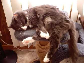 Scruffy lounging