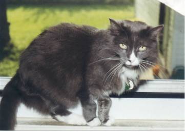Scruffy in the Window