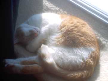 Spot in window