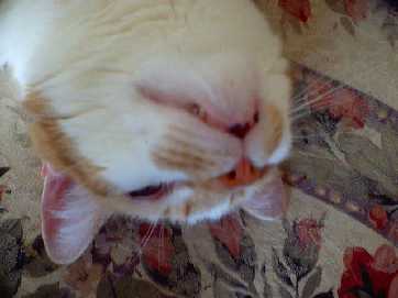 spot-too close and personal