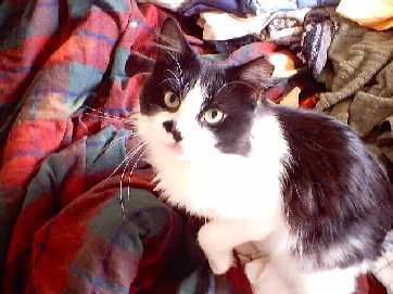 A sad and skinny moggy