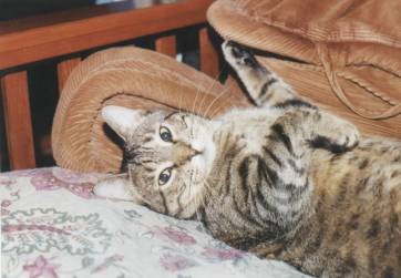 Volya relaxing
