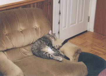 Sleeping tiger