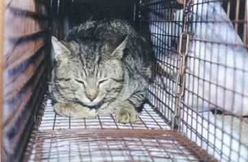 Volya in trap