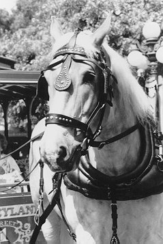 Trolley Horse