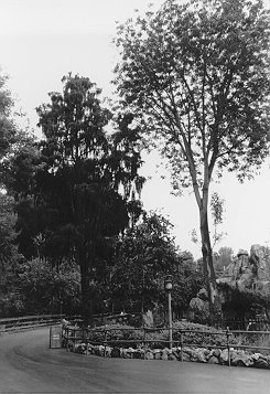 Big Thunder Trail Tree