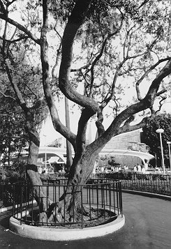 Tree by Alpine