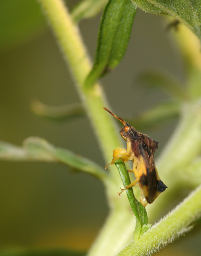 Ambush Bug