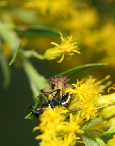 Ambush bug and prey