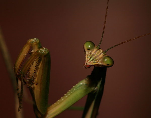 Praying Mantis