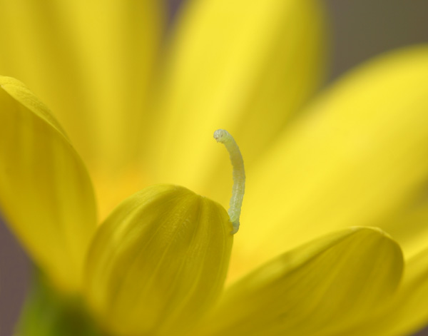 Inchworm