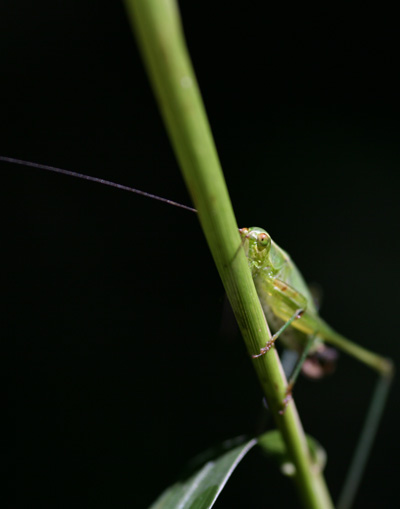 Katydid