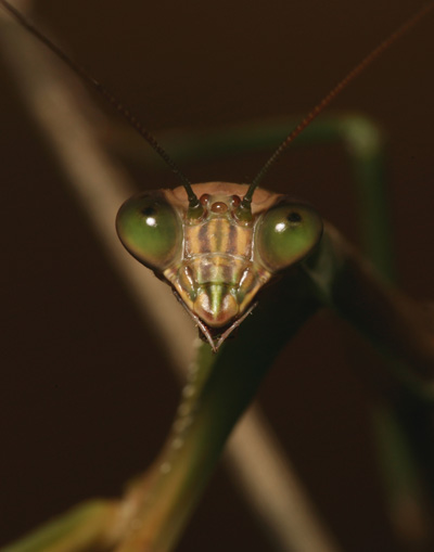 Praying Mantis Face
