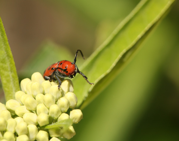 Milkweed Beetle