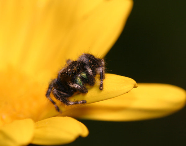 Jumping spider
