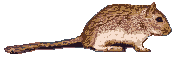 picture of gerbil