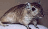 animation of gerbils