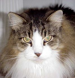 Moochifer