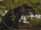 Mountain Tapir (Tapirus pinchaque)