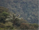 Wax Palm. Otun River valley
