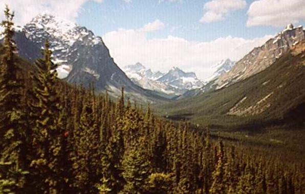 Athabaska Valley in Jasper National Park, Canada