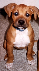 puppy Simba