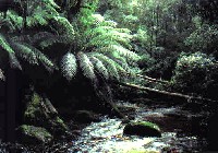 Tassie