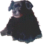 Our 2nd Dog Eureka