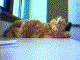 capture15.jpg