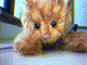 capture16.jpg