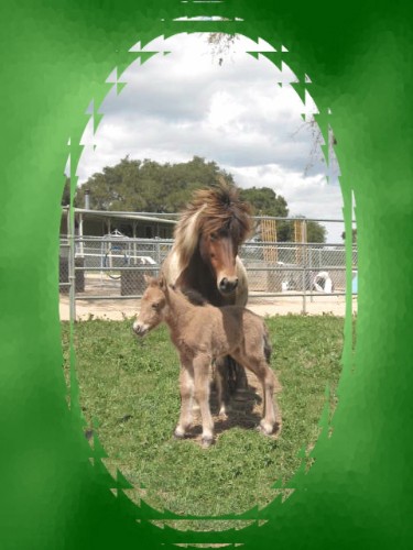 More Horses