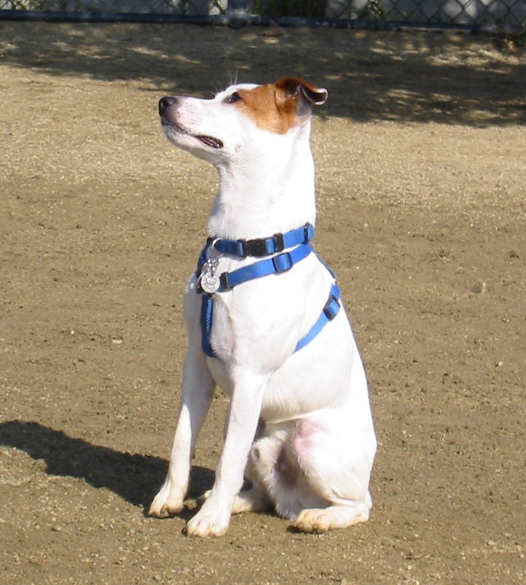 Pippin