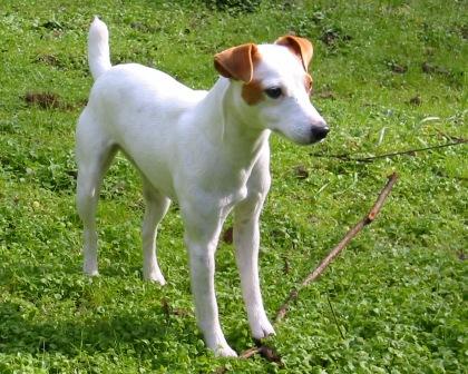 Saffie