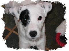 Roxie