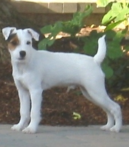 tomi