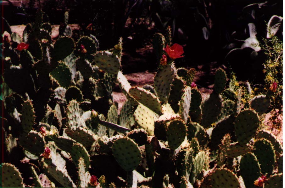 cactus.JPG