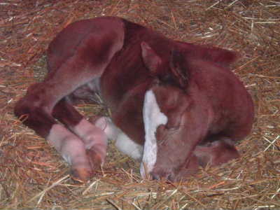 new born