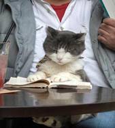 reading.cat.jpg