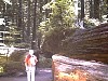 fort0034.jpg
