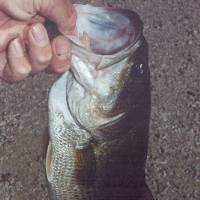 I believe this Bass came from Mel's Pond - July 2000, but I'm not sure. I don't recognize the ground below