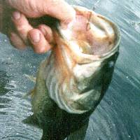 19 Inch Bucket Mouth from Fremont Lake #2, June 19,2000