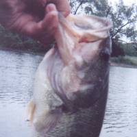 My biggest bass so far 19 inch from Lake 1, June 14 2000