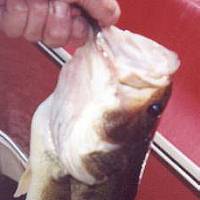 18 1/2 inch bass from Lake 1, caught June 06 2000