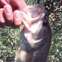 A Nice Mel's Pond Largemouth - July 2000