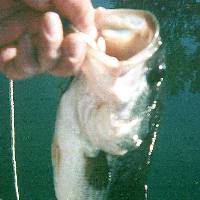 Another Mel's Pond Bass - July 2000