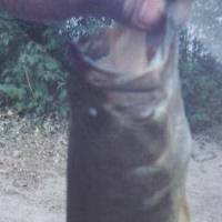 16 1/2 inch bass from Lake 4 caught May 17 2000