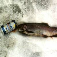 Rain-Brew Trout - Lake John CO - February 1998