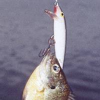 The tiniest Yankton bluegill possible with this Rapala