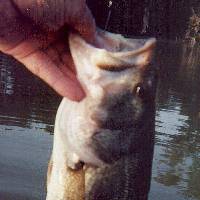 exact date unknown, but caught in Fremont Lake 2 with a texas rig worm. Probably July 2000